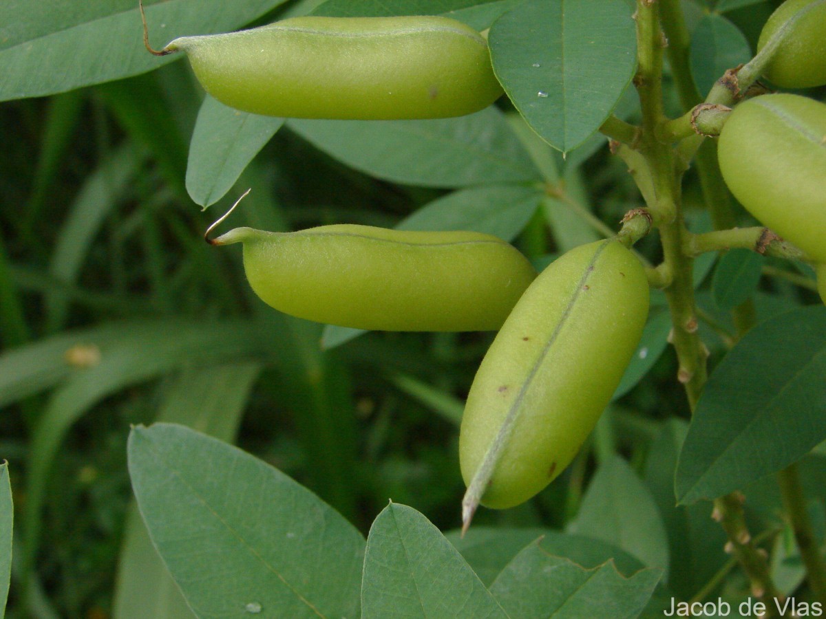 Crotalaria micans Link